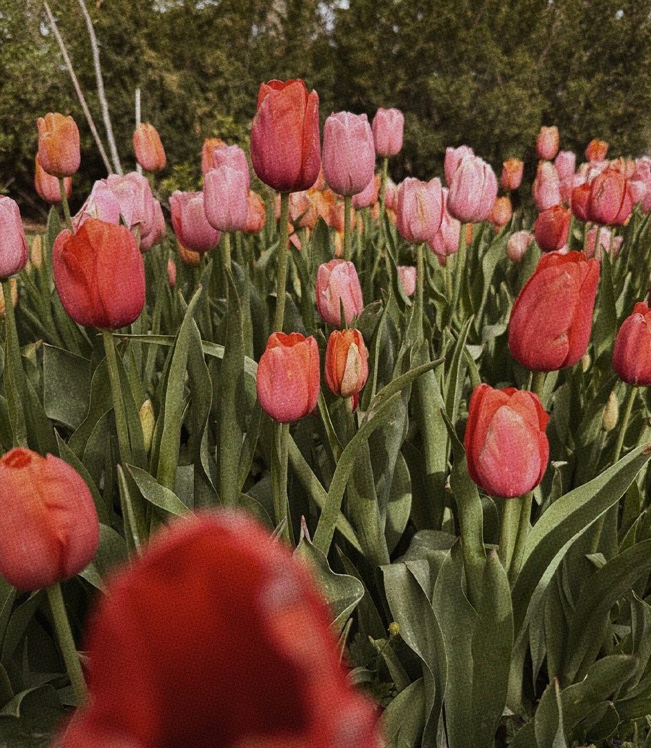 Tulipas vermelhas e rosadas em um jardim